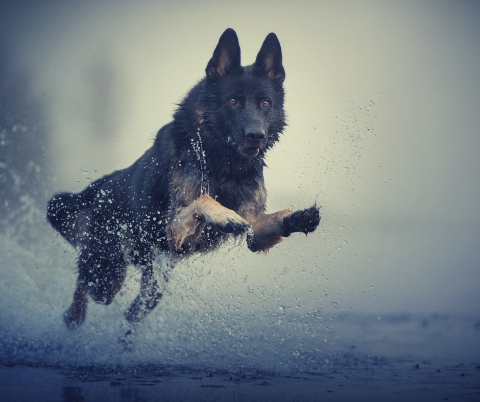 German Shepard running along the sand at the water's edge.