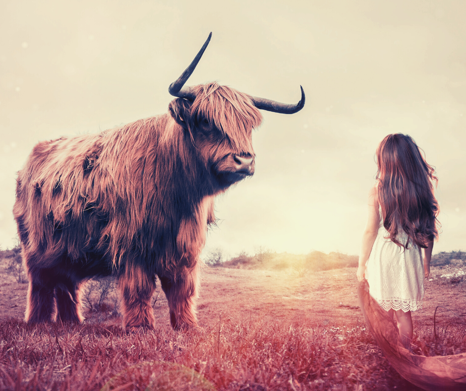 A young girl in a white cotton dress is standing face to face with a large, horned Highland cow on sunset.